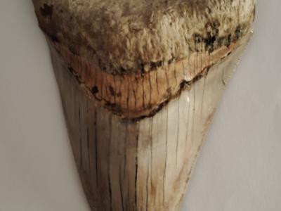 Original Megalodon Teeth 100%.