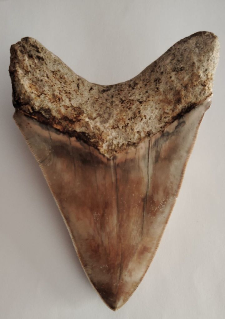 Original Megalodon Teeth 100%.