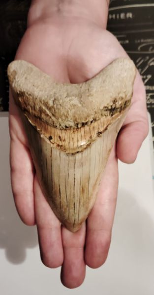 Original Megalodon Teeth 100%.