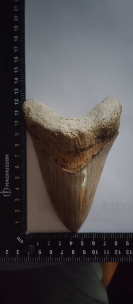 Original Megalodon Teeth 100%.