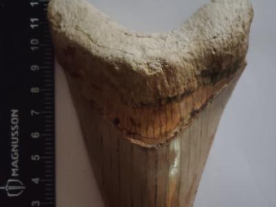 Original Megalodon Teeth 100%.