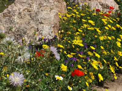 Easter bunny on the East Coast doesn't want to hop alone this spring...