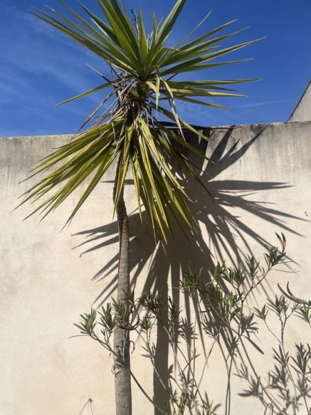 Palmera
