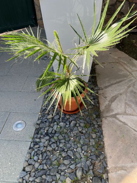 Palm tree with pot and saucer