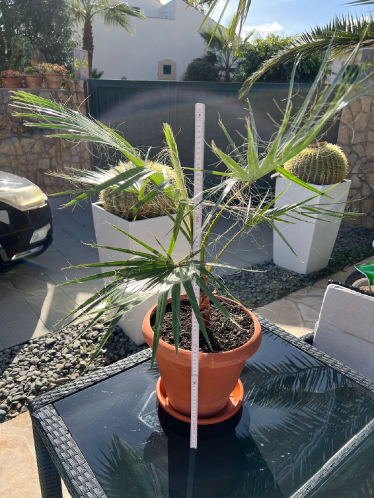 Palm tree with pot and saucer
