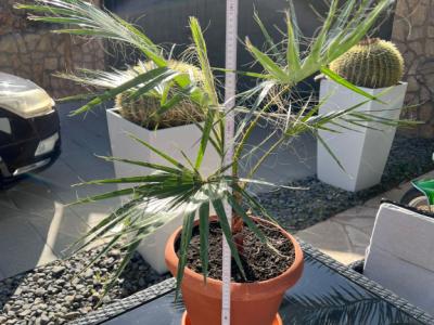 Palm tree with pot and saucer