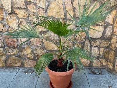 Palm tree with pot and saucer