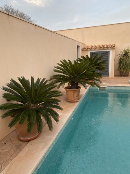 Cycas Revoluta palms 6-7 large plants