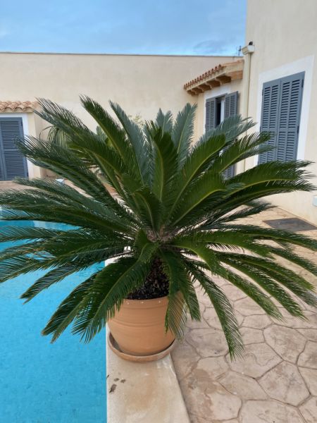 Cycas Revoluta palms 6-7 large plants