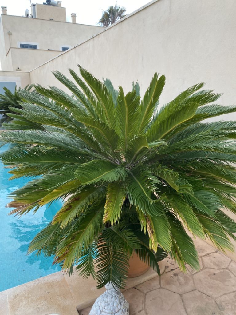 Cycas Revoluta palms 6-7 large plants