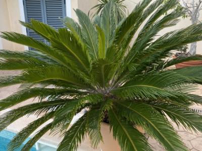 Cycas Revoluta palms 6-7 large plants
