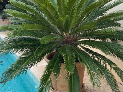 Cycas Revoluta palms 6-7 large plants