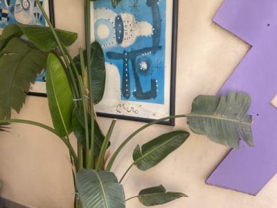 Palmeras de distintos tipos