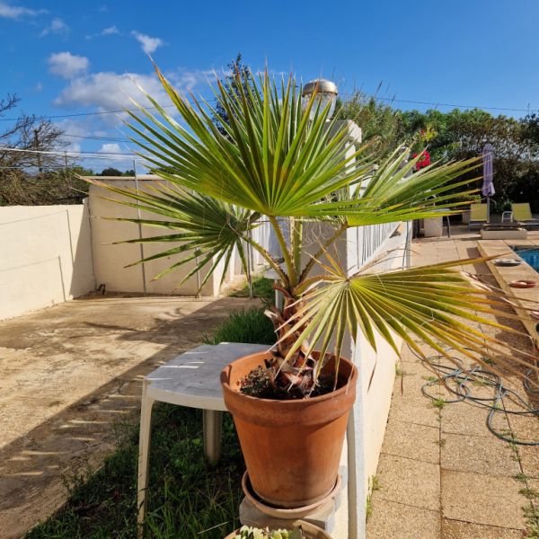 Palm Trees Washingtonia
