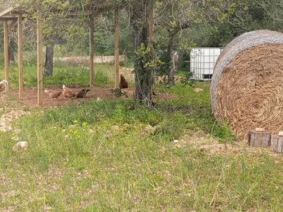 Permakultur und ökologische Hobbygärtner