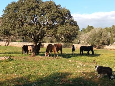 Pferdeeinstellplätze frei – Offenstall bei Algaida (15 Min. von Palma)