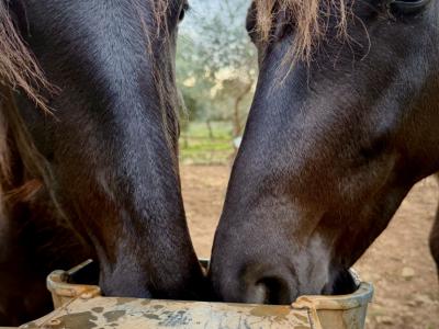 Pferdepfleger für Zucht- und Dressurstall gesucht im Osten Mallorcas