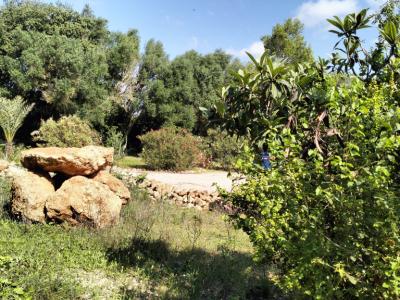 PORRERES: Charmantes ländliches Anwesen mit Ferienvermietungslizenz (ETV), Brunnen und Weinstöcken