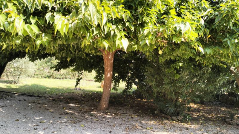 PORRERES: Charmantes ländliches Anwesen mit Ferienvermietungslizenz (ETV), Brunnen und Weinstöcken