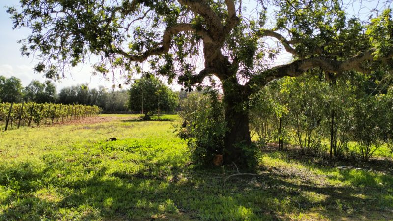 PORRERES: Charmantes ländliches Anwesen mit Ferienvermietungslizenz (ETV), Brunnen und Weinstöcken