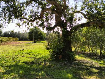 PORRERES: Charmantes ländliches Anwesen mit Ferienvermietungslizenz (ETV), Brunnen und Weinstöcken
