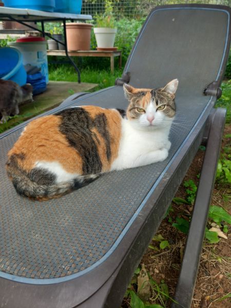 "Puntita" is looking for a loving home