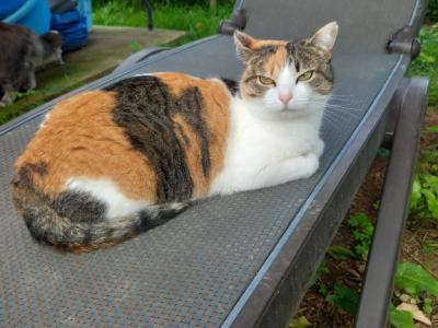 "Puntita" is looking for a loving home