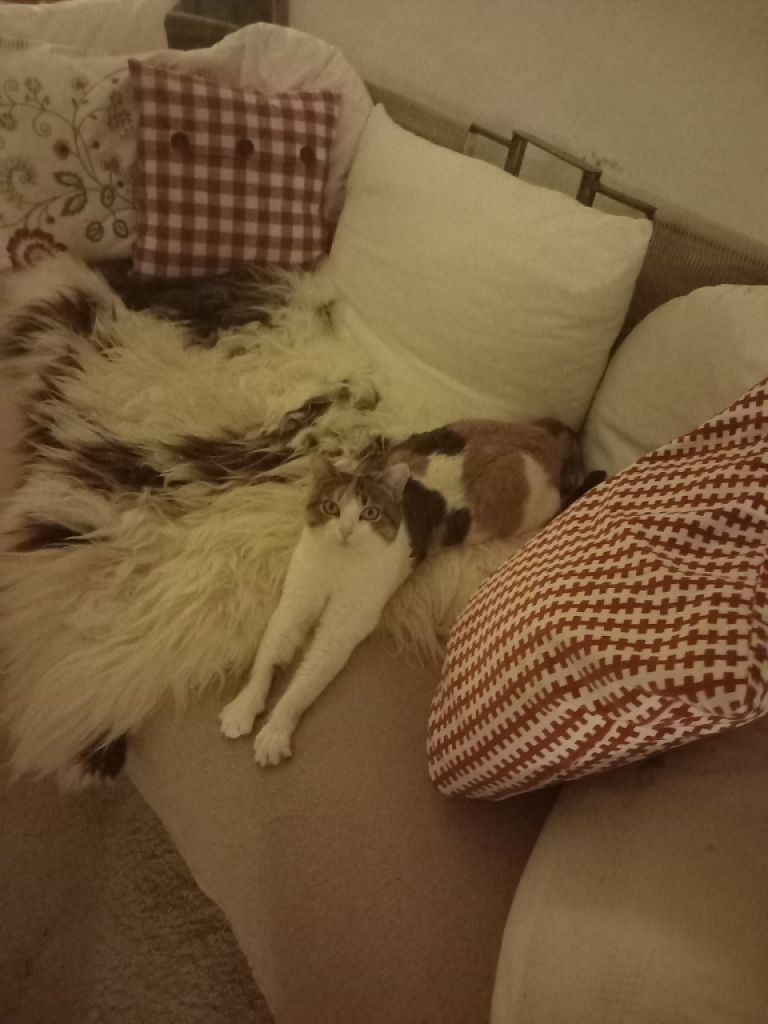 "Puntita" is looking for a loving home