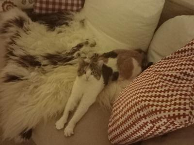 "Puntita" is looking for a loving home