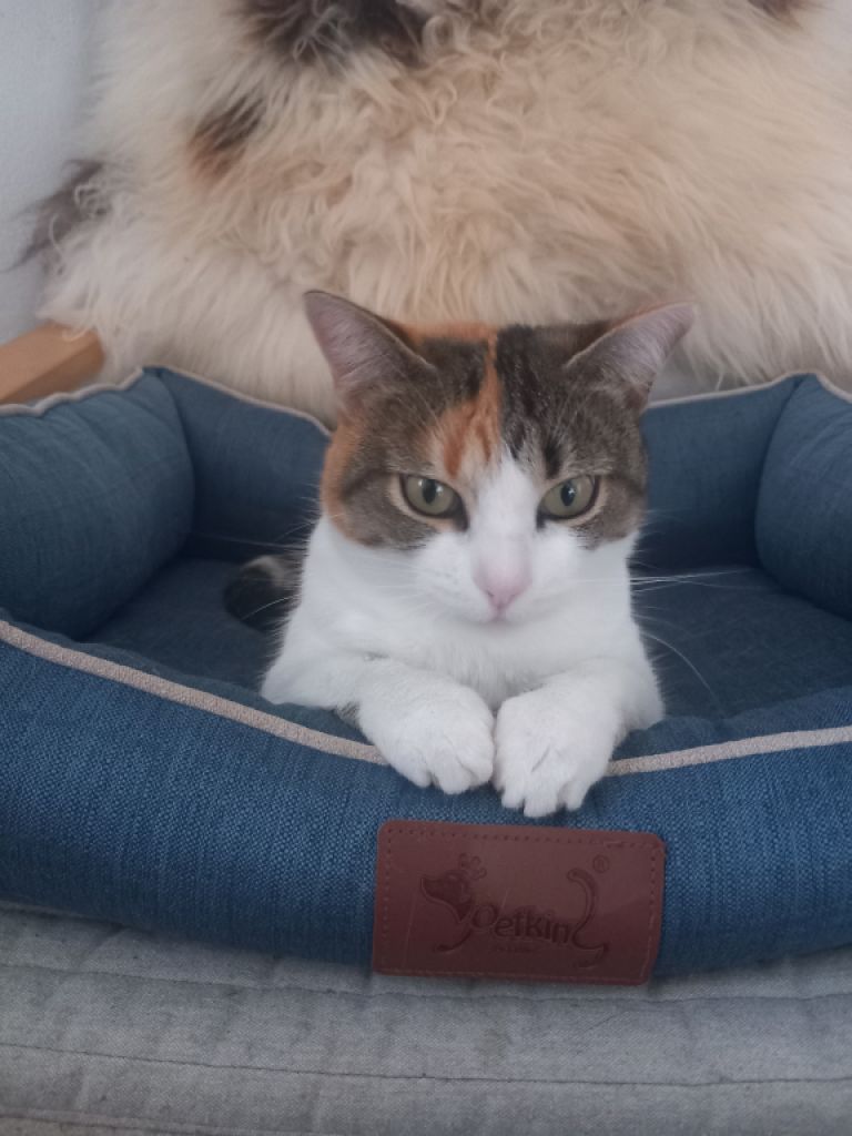 "Puntita" is looking for a loving home