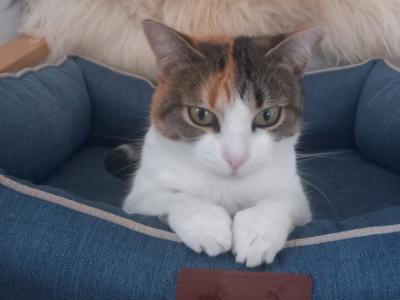 "Puntita" is looking for a loving home