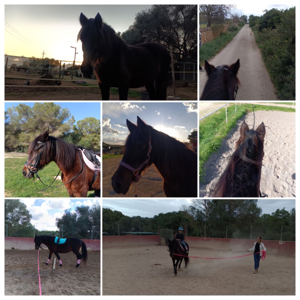 Horse riding for children