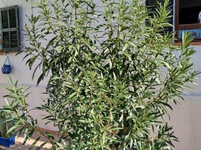 Riesige Oleanderpflanze