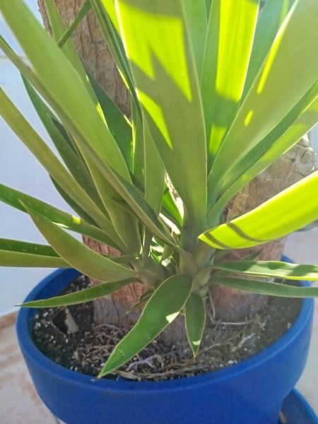 Riesige Yucca - Palme mit Ablegern