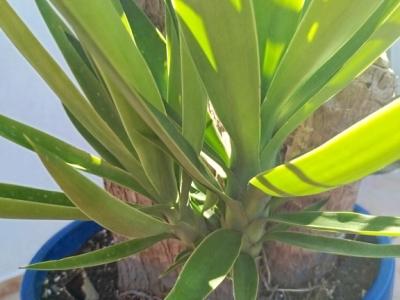Riesige Yucca - Palme mit Ablegern