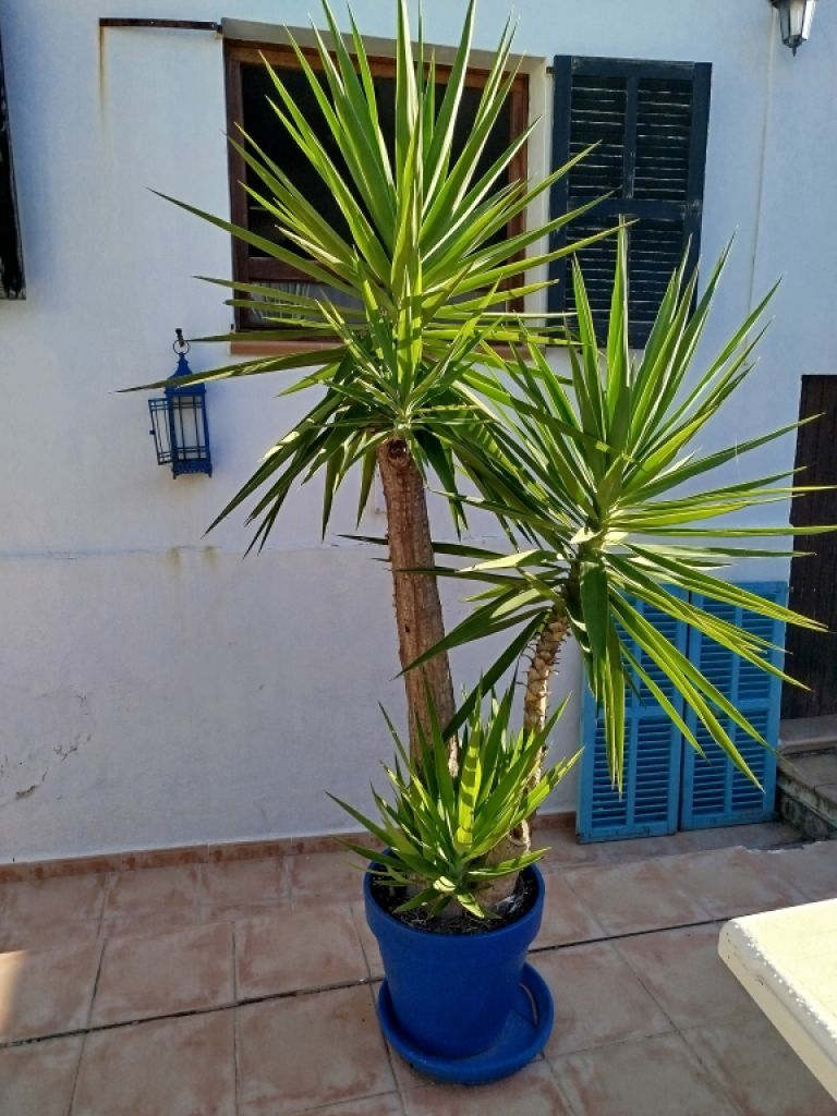 Riesige Yucca - Palme mit Ablegern