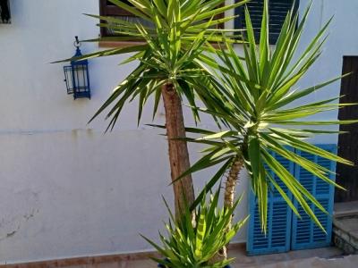 Riesige Yucca - Palme mit Ablegern