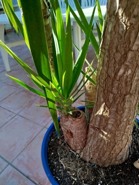 Riesige Yucca - Palme mit Ablegern