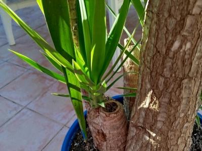 Riesige Yucca - Palme mit Ablegern