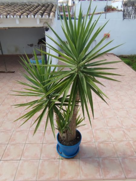 Riesige Yucca - Palme mit Ablegern