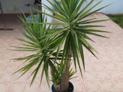 Riesige Yucca - Palme mit Ablegern