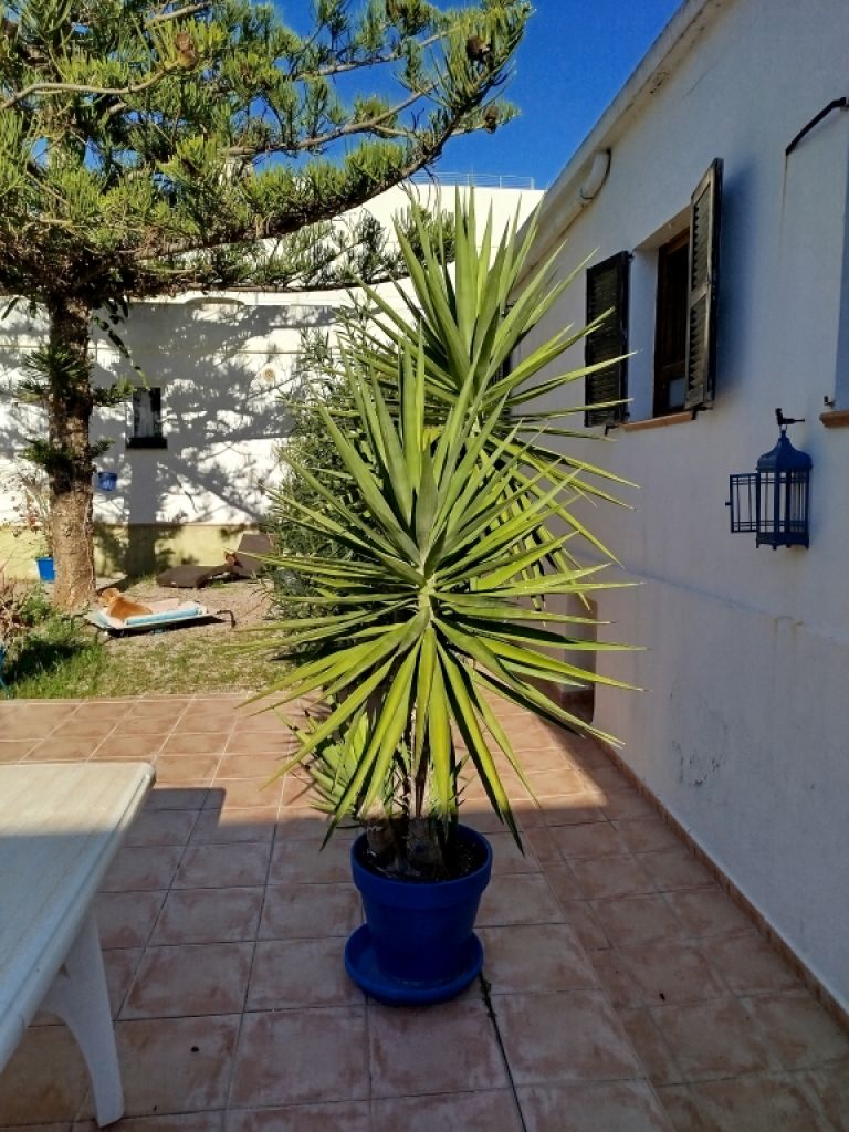 Riesige Yucca - Palme mit Ablegern