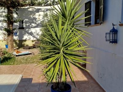 Riesige Yucca - Palme mit Ablegern