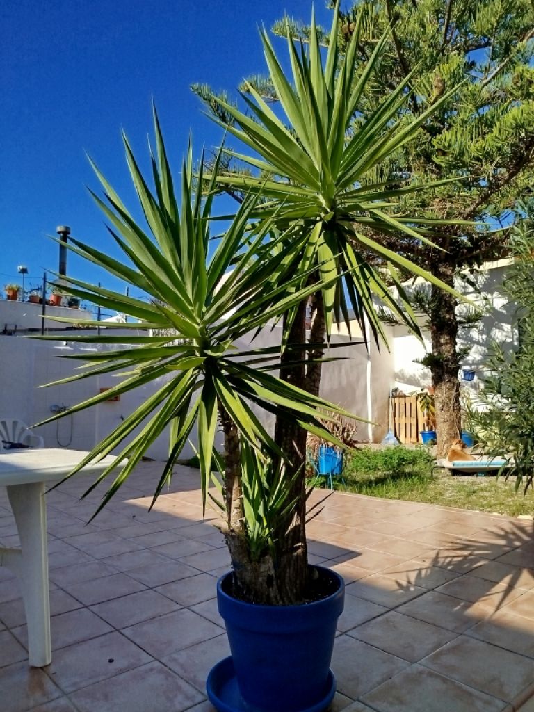 Riesige Yucca - Palme mit Ablegern