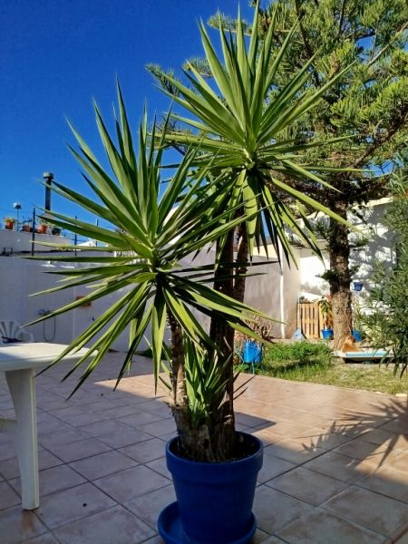 Riesige Yucca - Palme mit Ablegern
