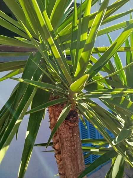 Riesige Yucca - Palme mit Ablegern