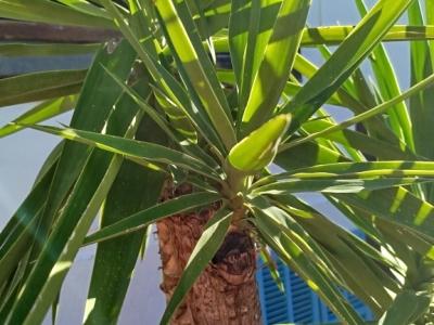 Riesige Yucca - Palme mit Ablegern