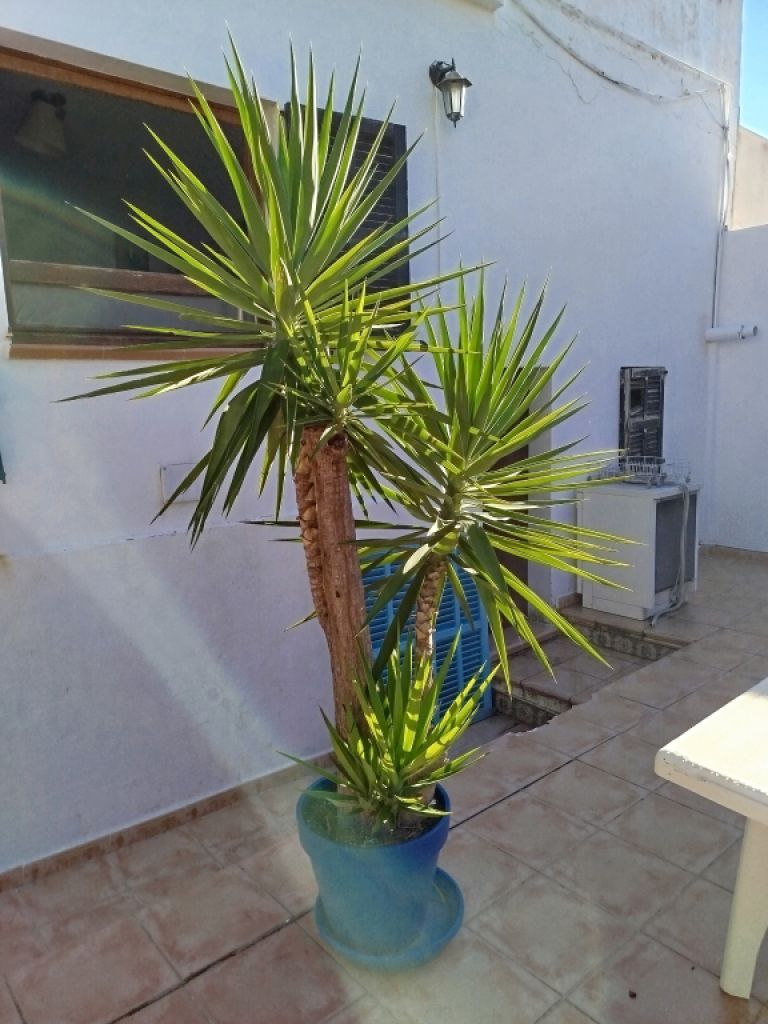 Riesige Yucca - Palme mit Ablegern