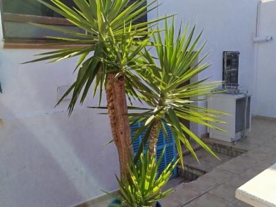 Riesige Yucca - Palme mit Ablegern