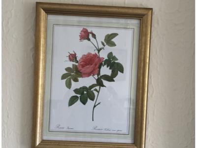 Rose pictures
